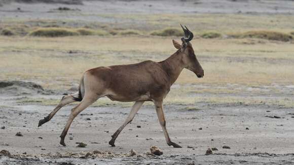 Imagem de Alcelaphus buselaphus cokii Günther 1884