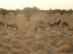 Image of Alcelaphus buselaphus caama