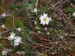 Image of Anaphalioides bellidioides (G. Forst.) D. Glenny