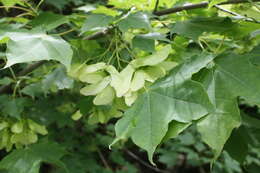 Plancia ëd Acer cappadocicum subsp. cappadocicum