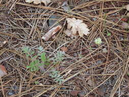 Image de Horkelia congesta subsp. nemorosa Keck