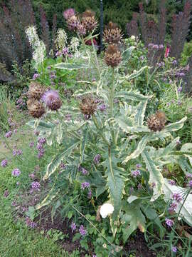 Image of cardoon