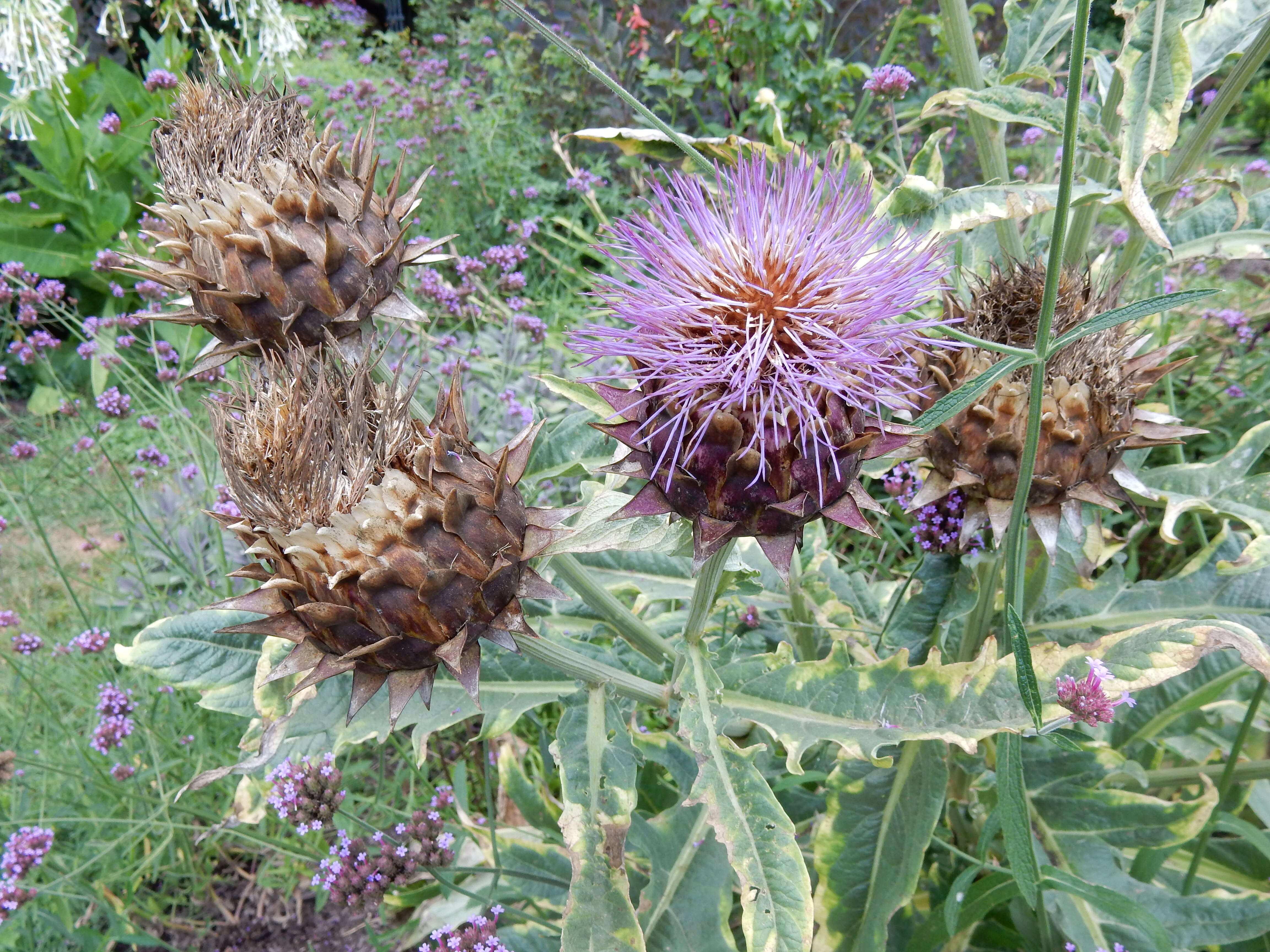 Image of cardoon