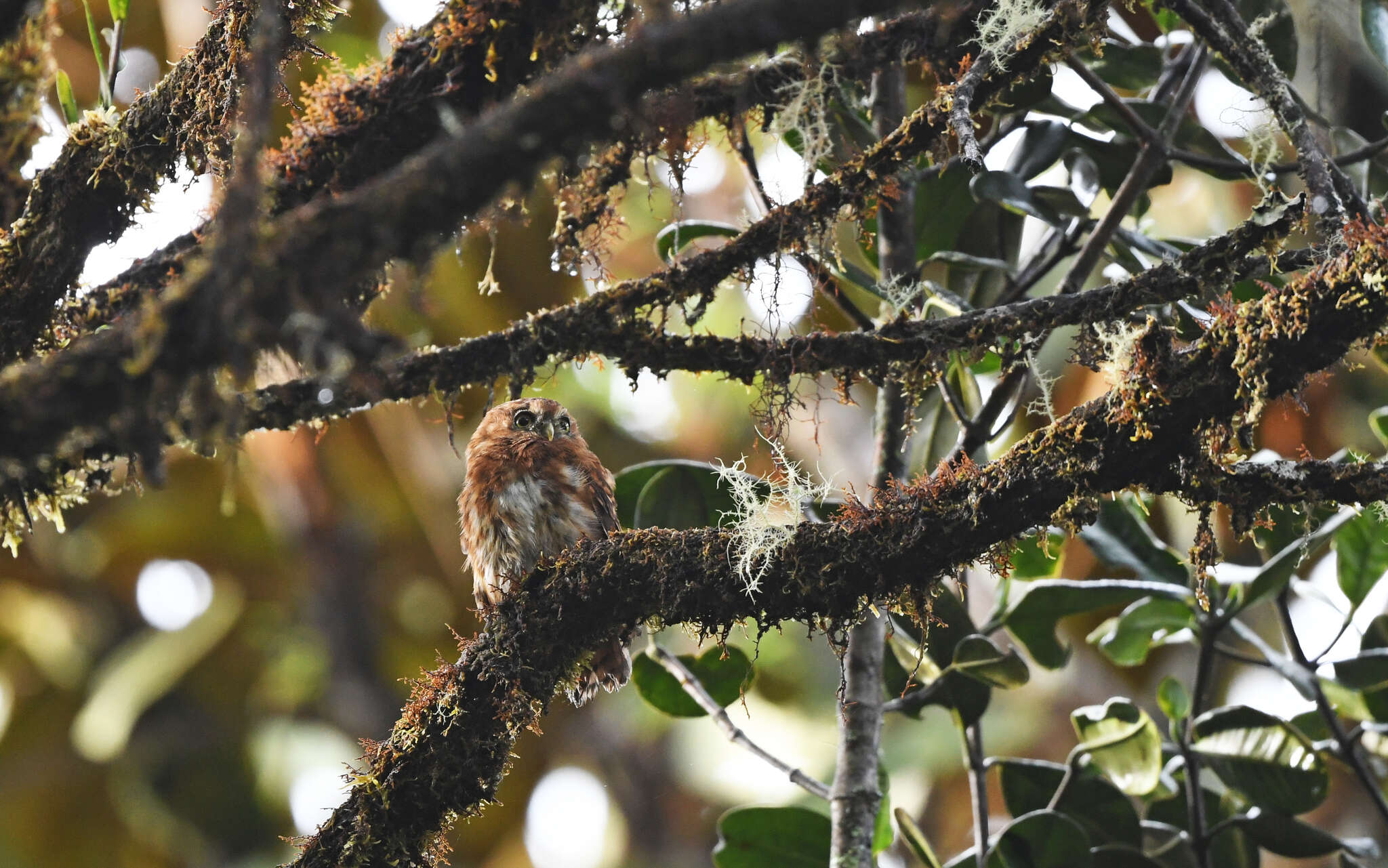 Image of Andean Pygmy Owl