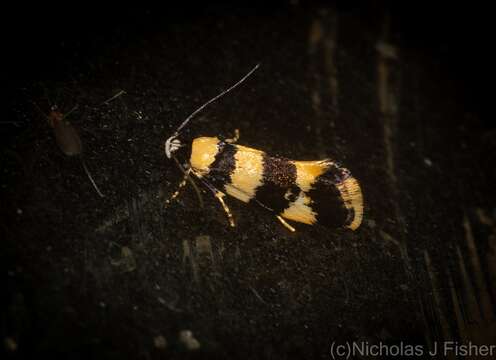 Image of Telecrates melanochrysa