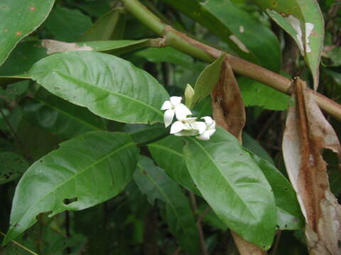 Image of Alibertia edulis (Rich.) A. Rich. ex DC.