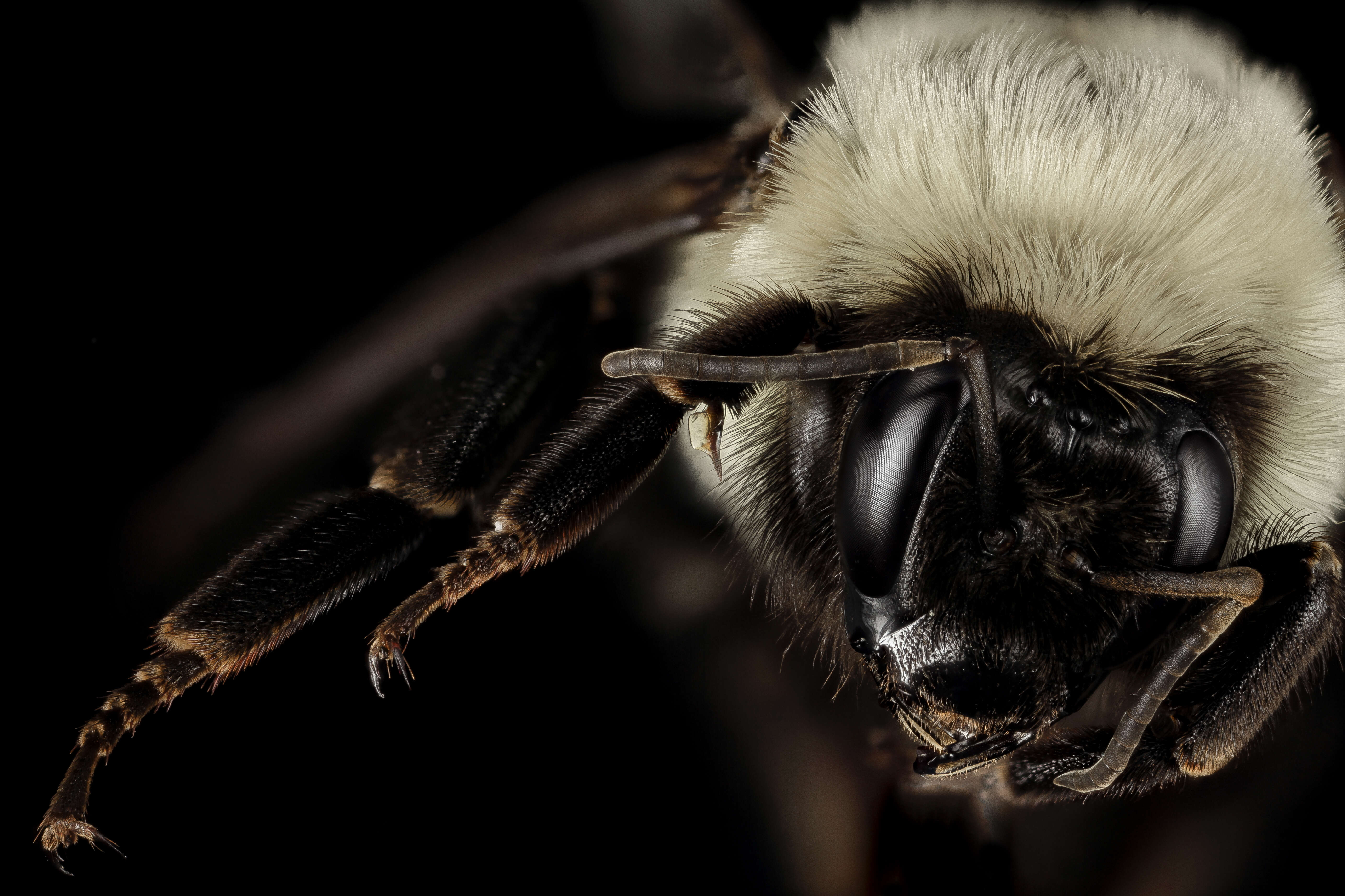 Image of Common Eastern Bumblebee