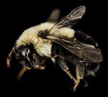 Image of Common Eastern Bumblebee