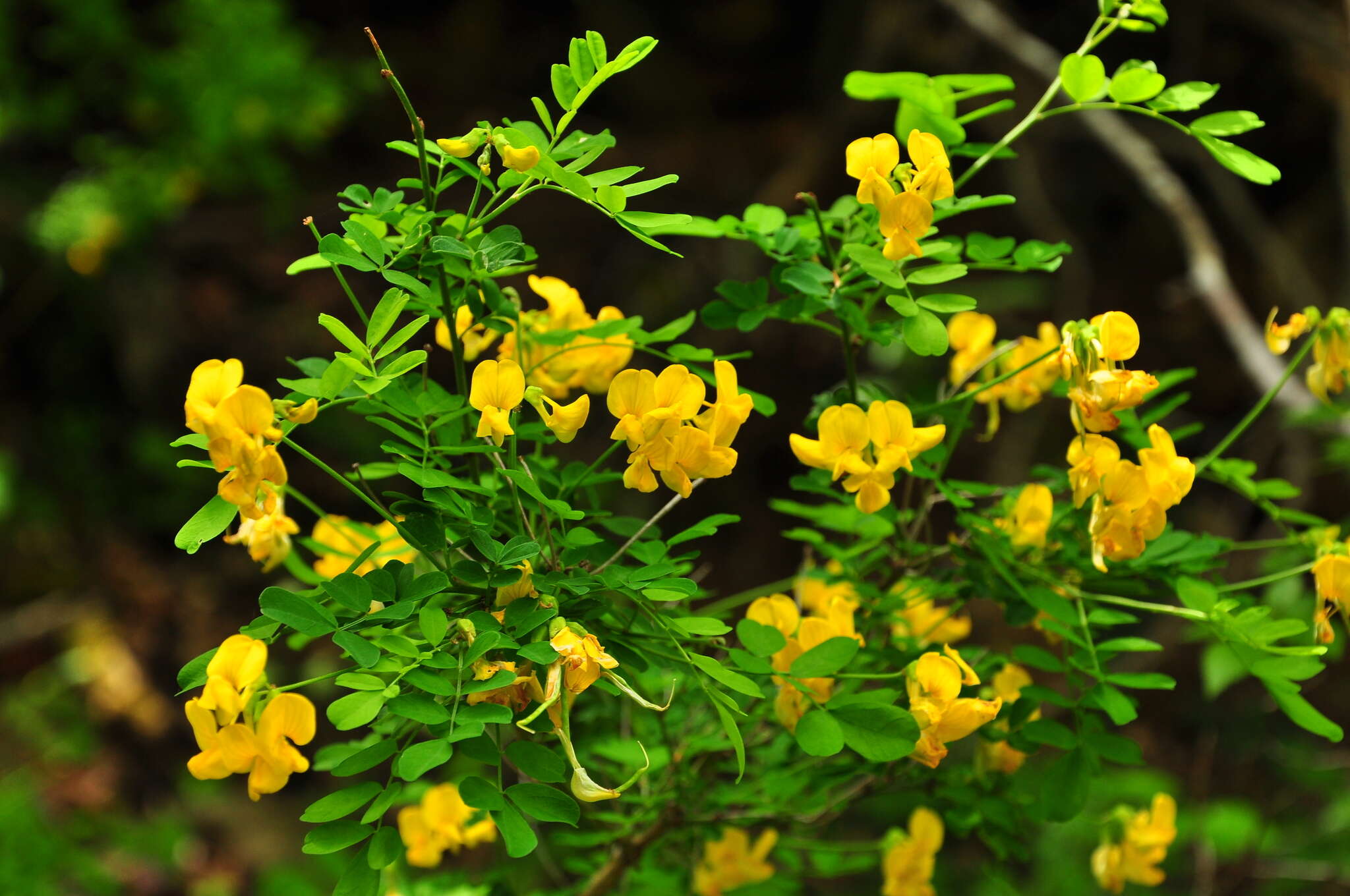 Image of Scorpion Senna