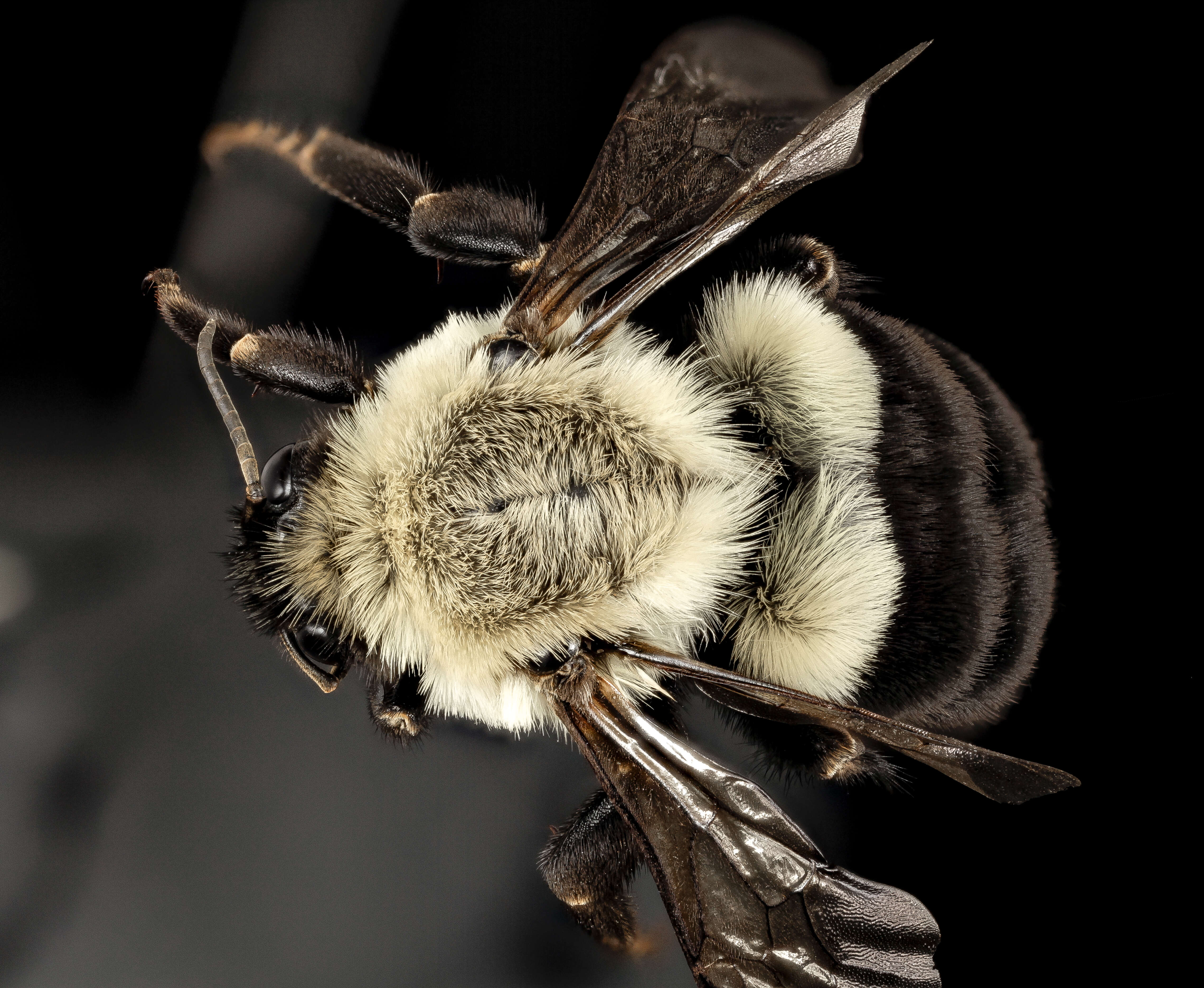 Image of Common Eastern Bumblebee