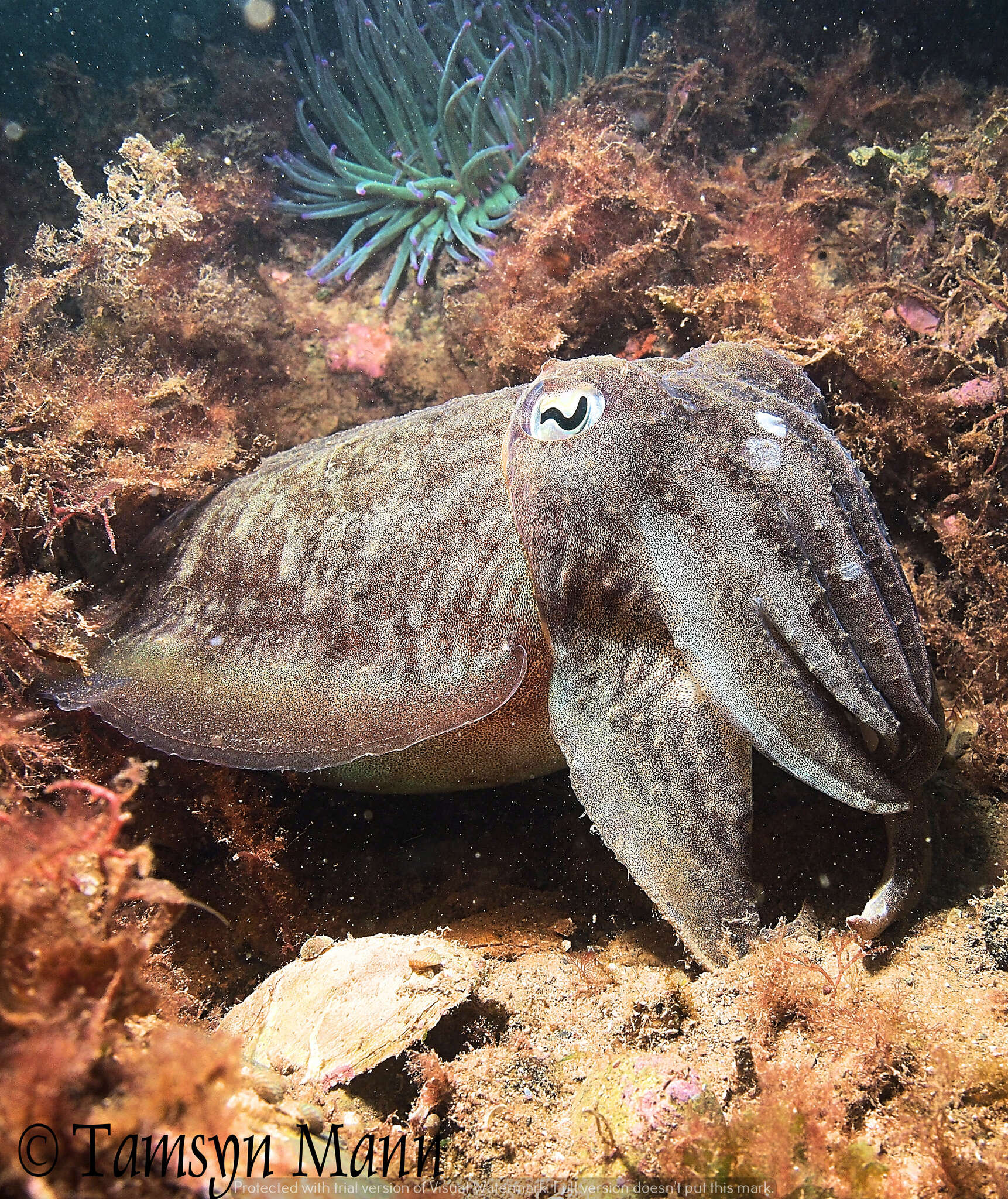 Image of Common Cuttlefish