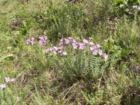 Image of Linum olgae Juz.