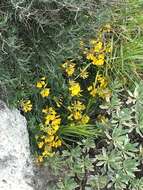 Image of Hippocrepis balearica Jacq.