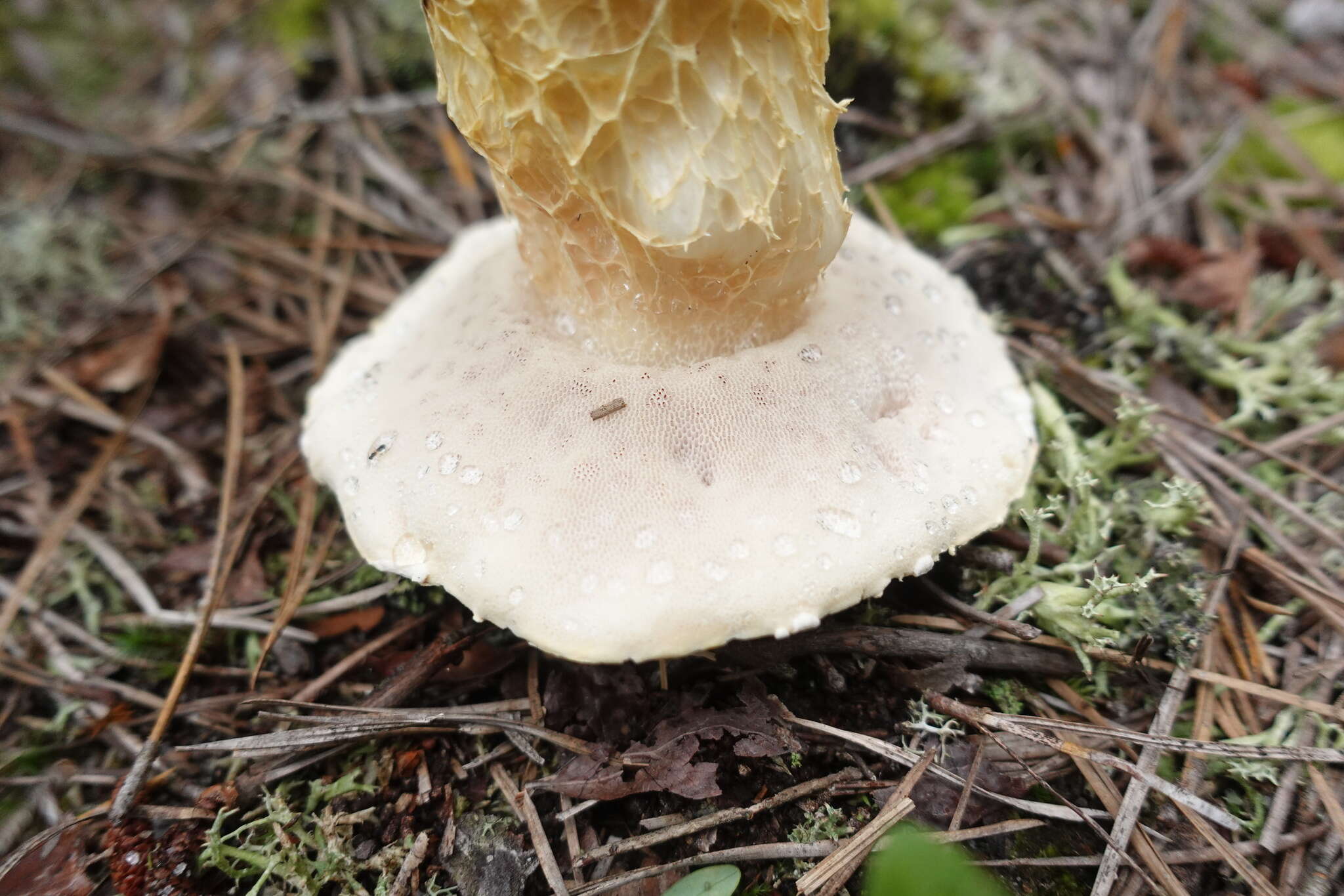 Sivun Austroboletus subflavidus (Murrill) Wolfe 1980 kuva