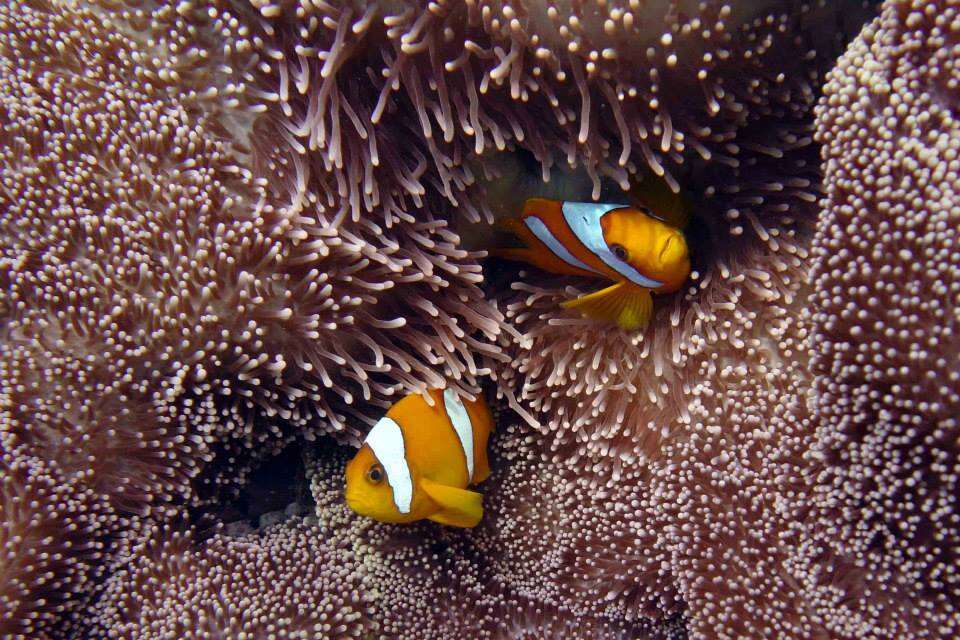 Amphiprion chagosensis Allen 1972的圖片