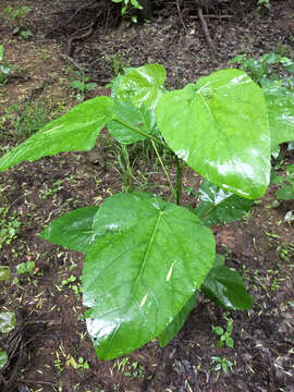 Image of swamp cottonwood