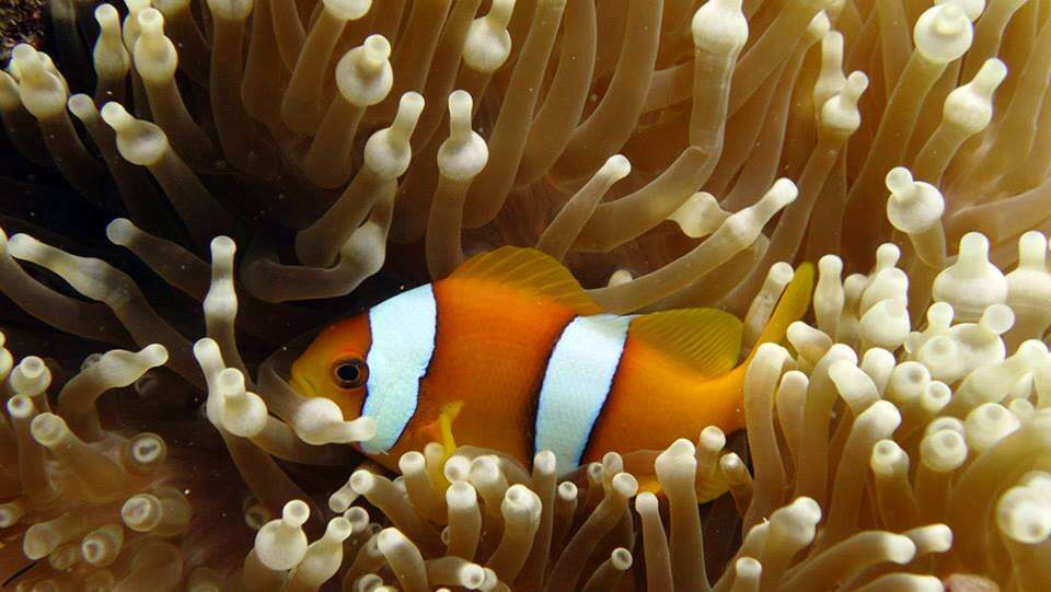 Amphiprion chagosensis Allen 1972的圖片