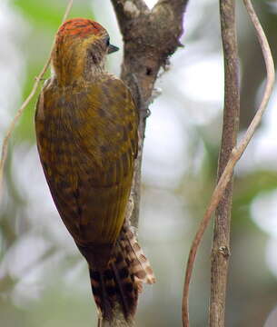 Imagem de Veniliornis Bonaparte 1854