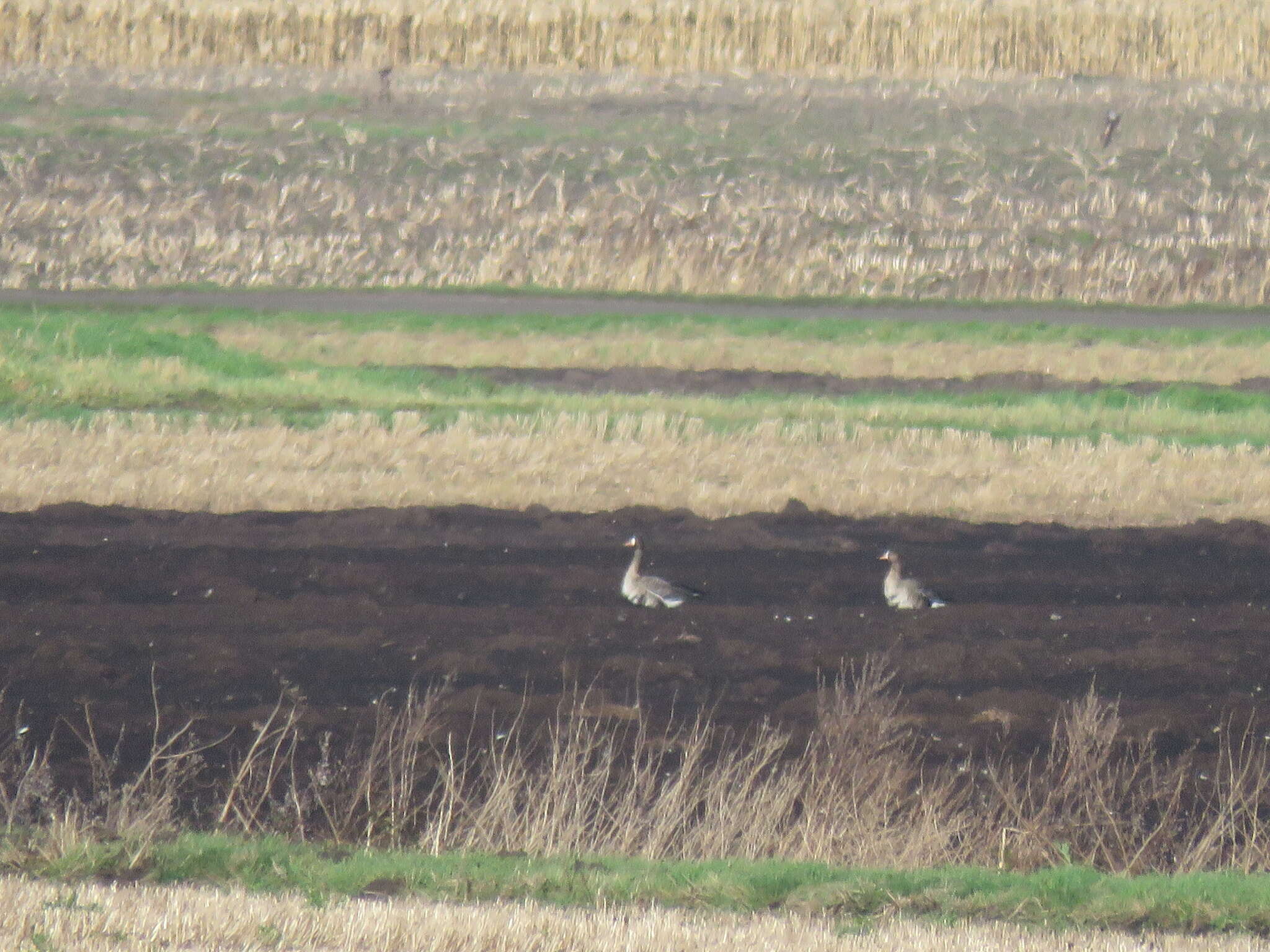 Image of Greenland White-fronted Goose