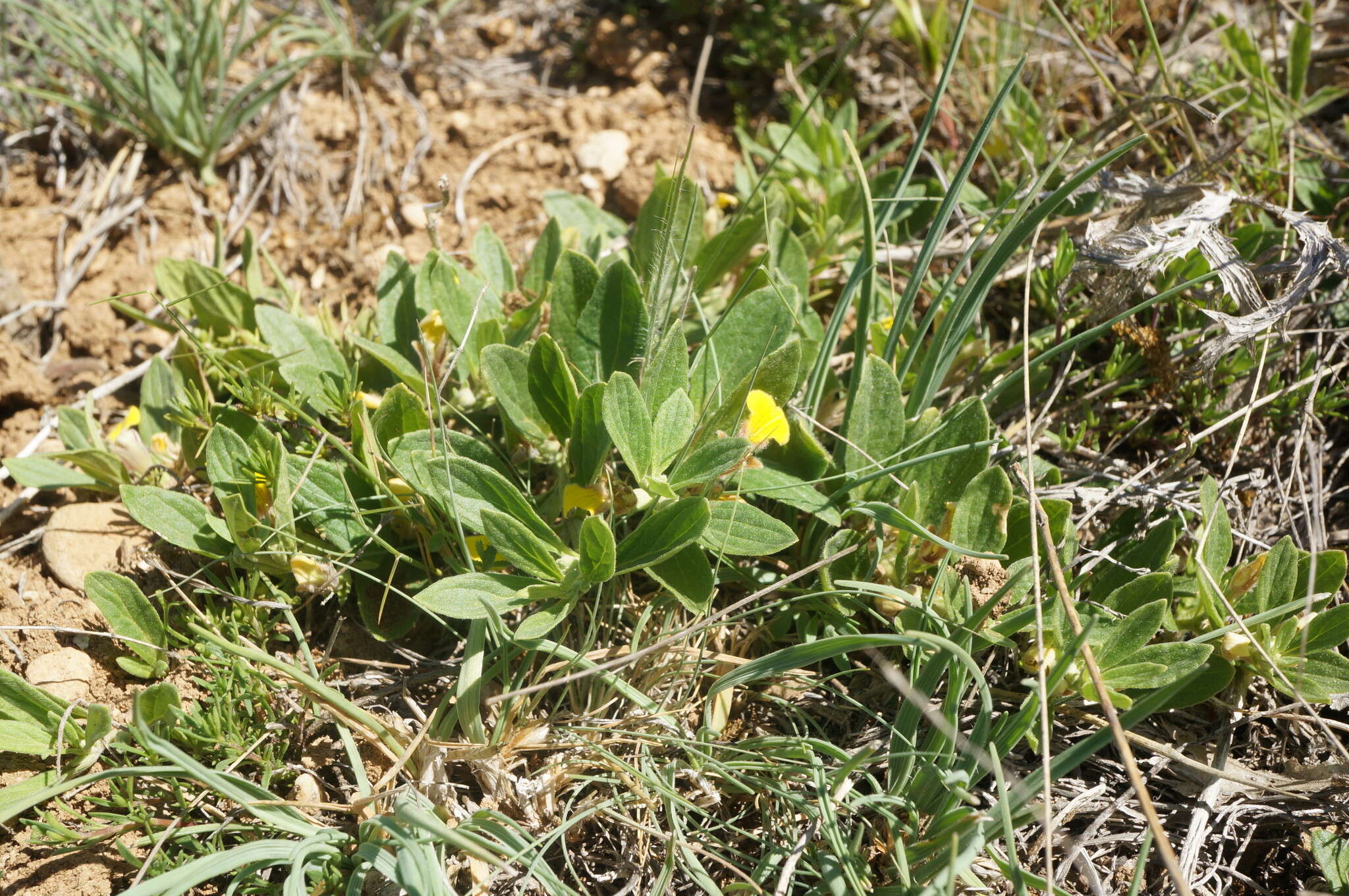 Image of Ajuga salicifolia (L.) Schreb.