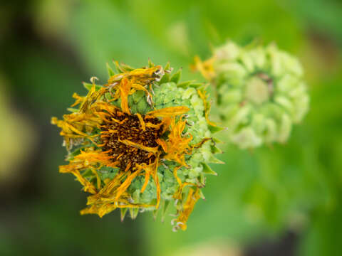 Image of pot marigold