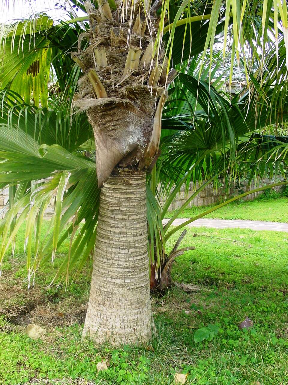 Image of fountain palm