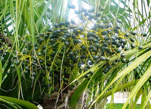 Image of fountain palm