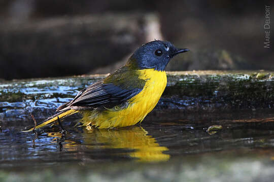 Image de Pogonocichla stellata stellata (Vieillot 1818)