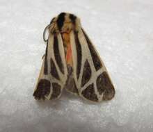 Image of Nais Tiger Moth