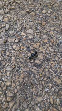 Image of Hairy Rove Beetle