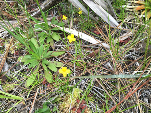 Image of Zigzag bladderwort