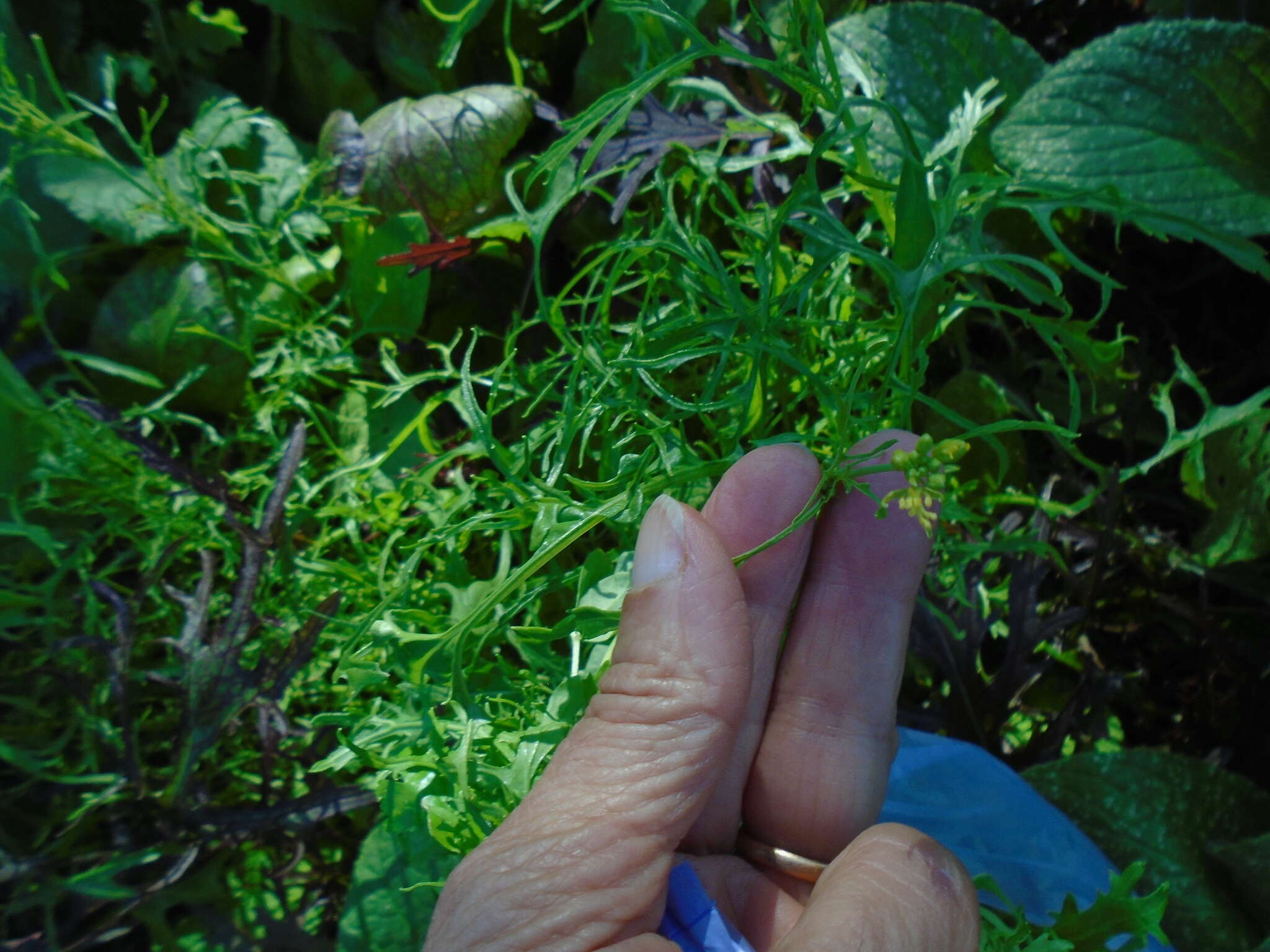 Image of Brassica rapa subsp. nipposinica (L. H. Bailey) Hanelt