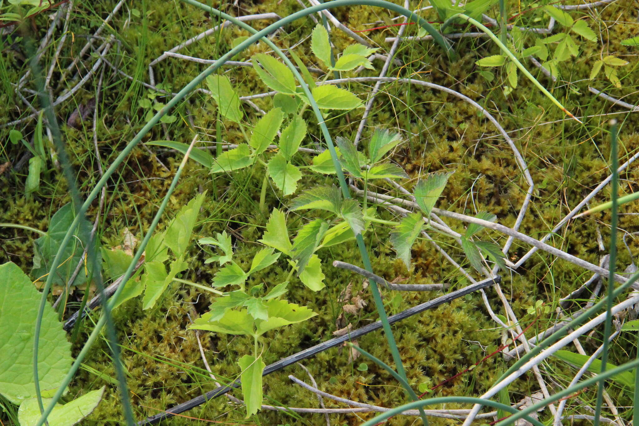 Image of Ostericum palustre (Besser) Besser