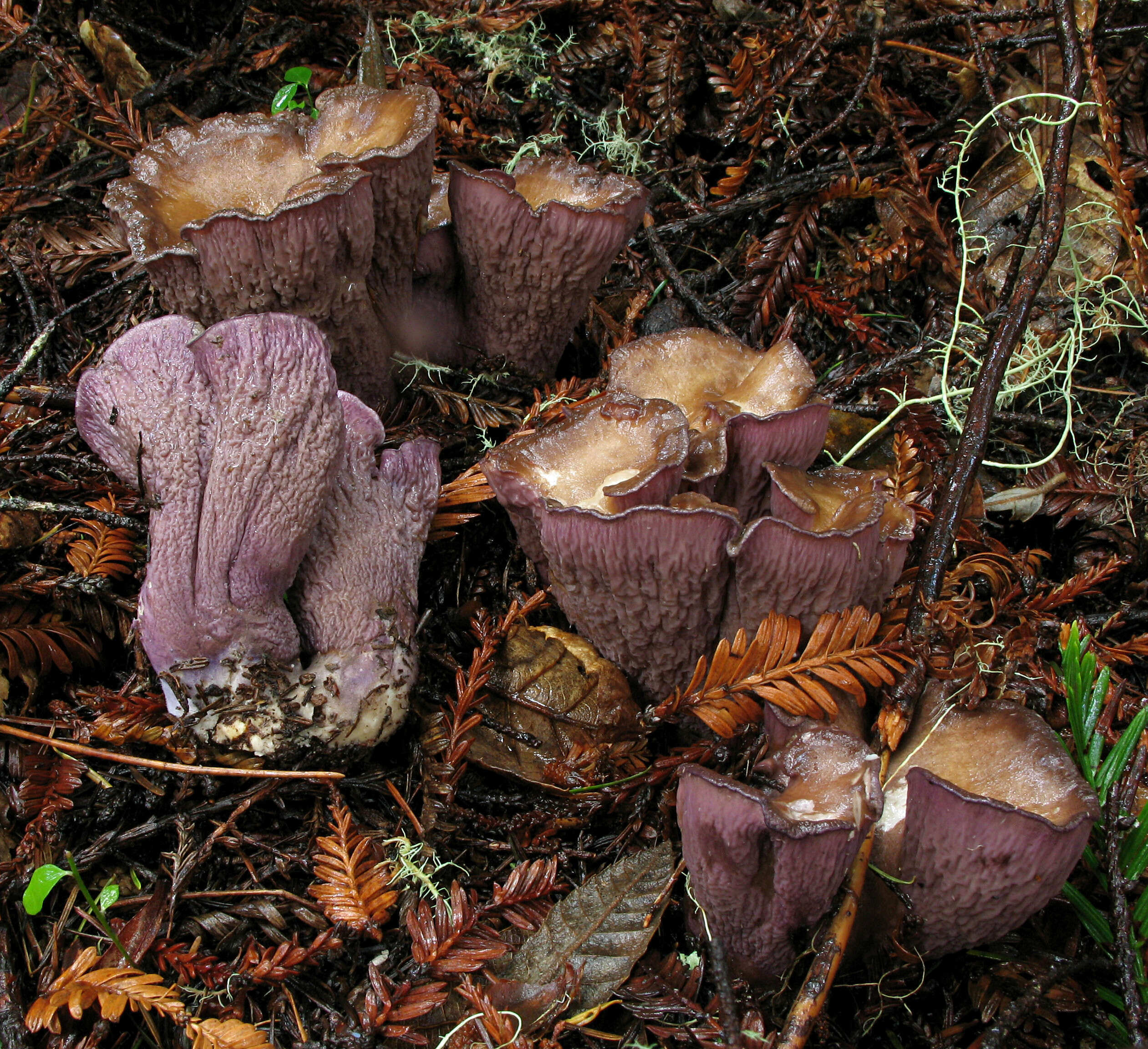 Gomphus clavatus (Pers.) Gray 1821 resmi