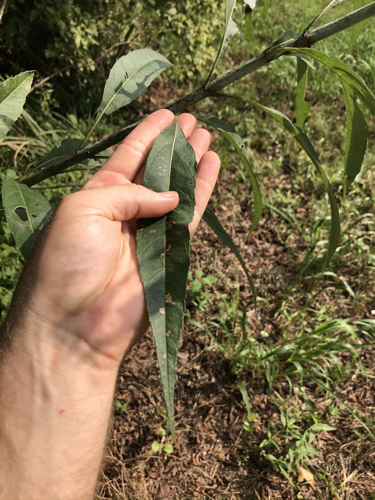 Image of Whorled Sunflower