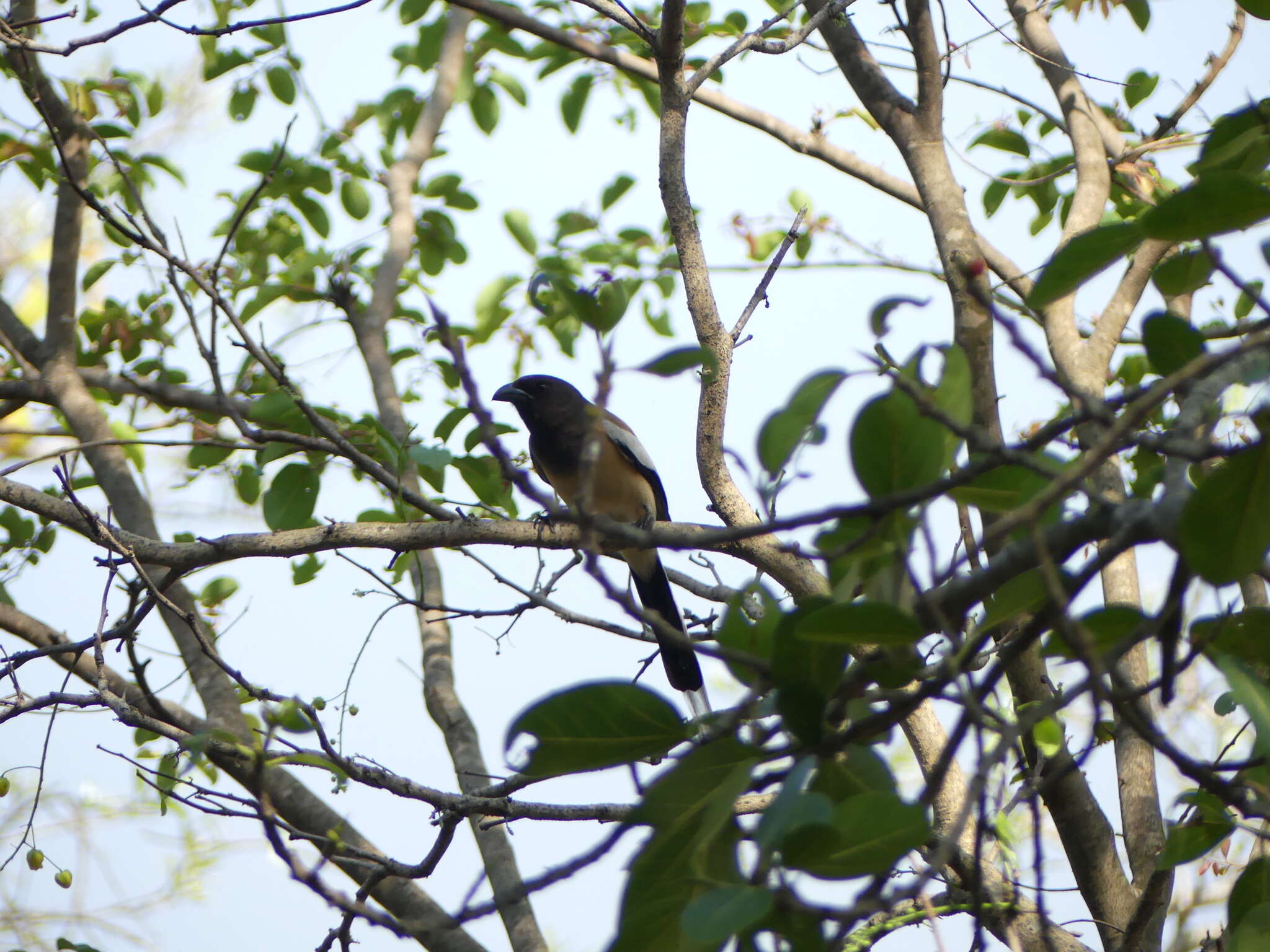 Image of Rufous Treepie