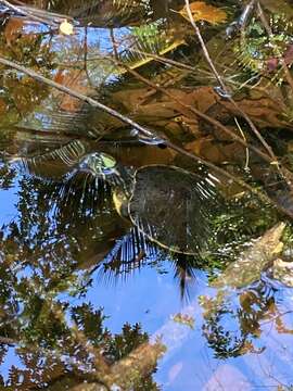 Image of Trachemys grayi panamensis Mccord, Joseph-Ouni, Hagen & Blanck 2010