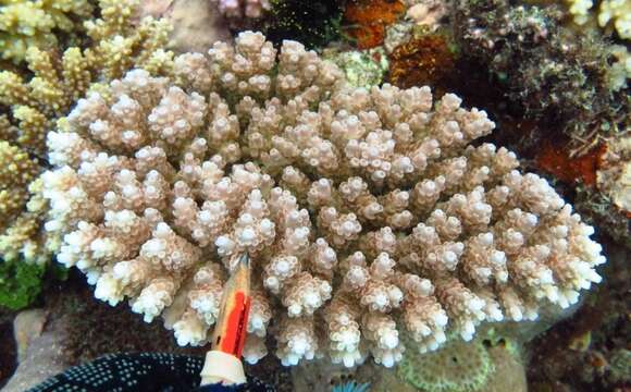 Image of Staghorn coral