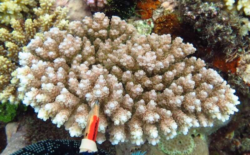 Слика од Acropora anthocercis (Brook 1893)