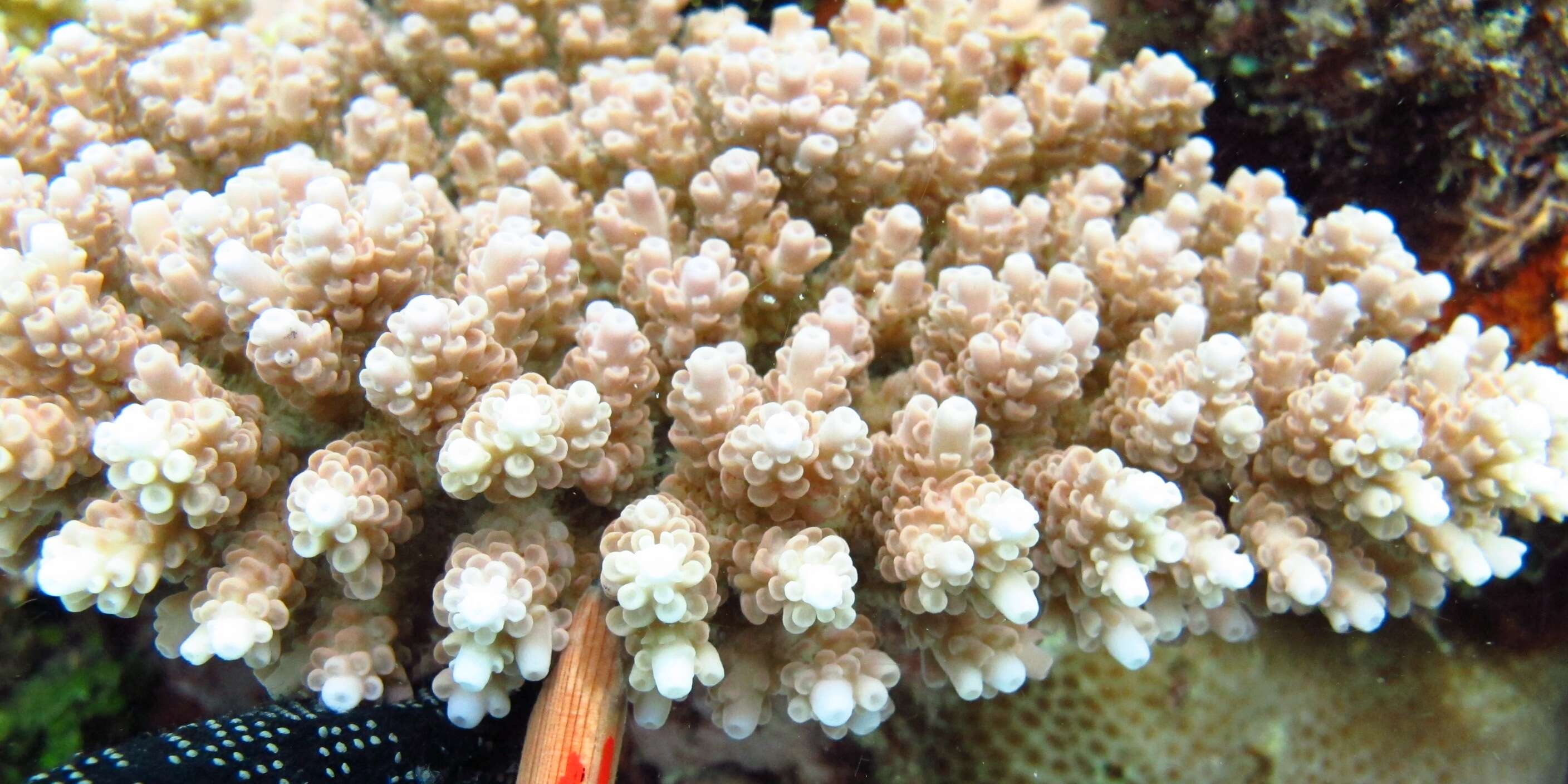 Image of Staghorn coral