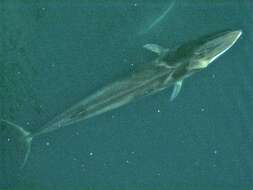 Image of Common Rorqual