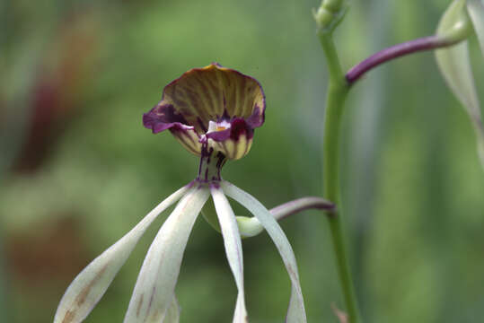 Слика од Prosthechea cochleata (L.) W. E. Higgins