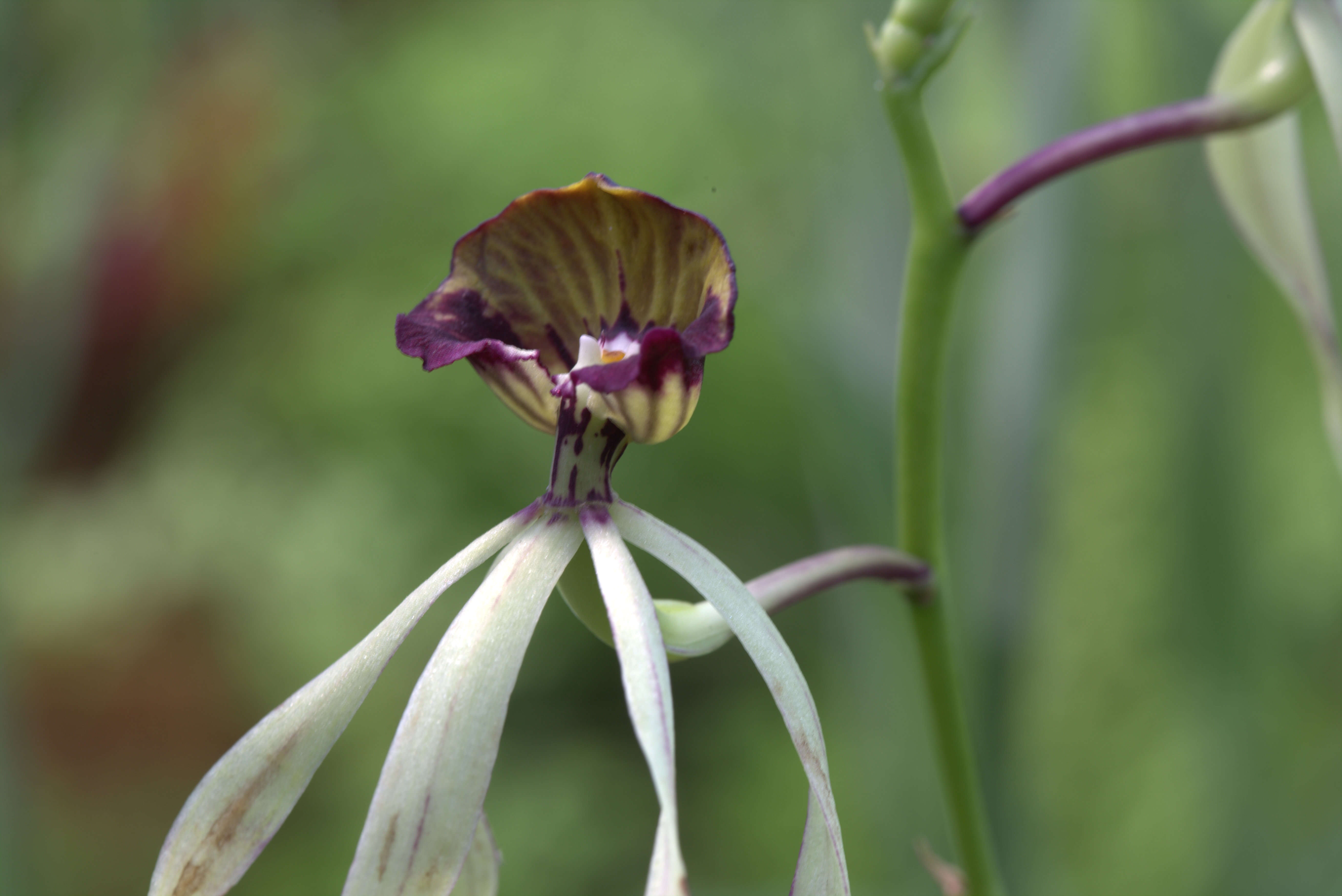 Слика од Prosthechea cochleata (L.) W. E. Higgins