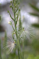 Habenaria medusa Kraenzl. resmi