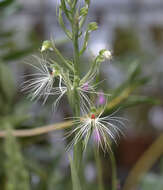 Habenaria medusa Kraenzl. resmi