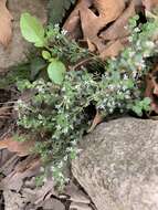 Image of Origanum vulgare subsp. hirtum (Link) A. Terracc.