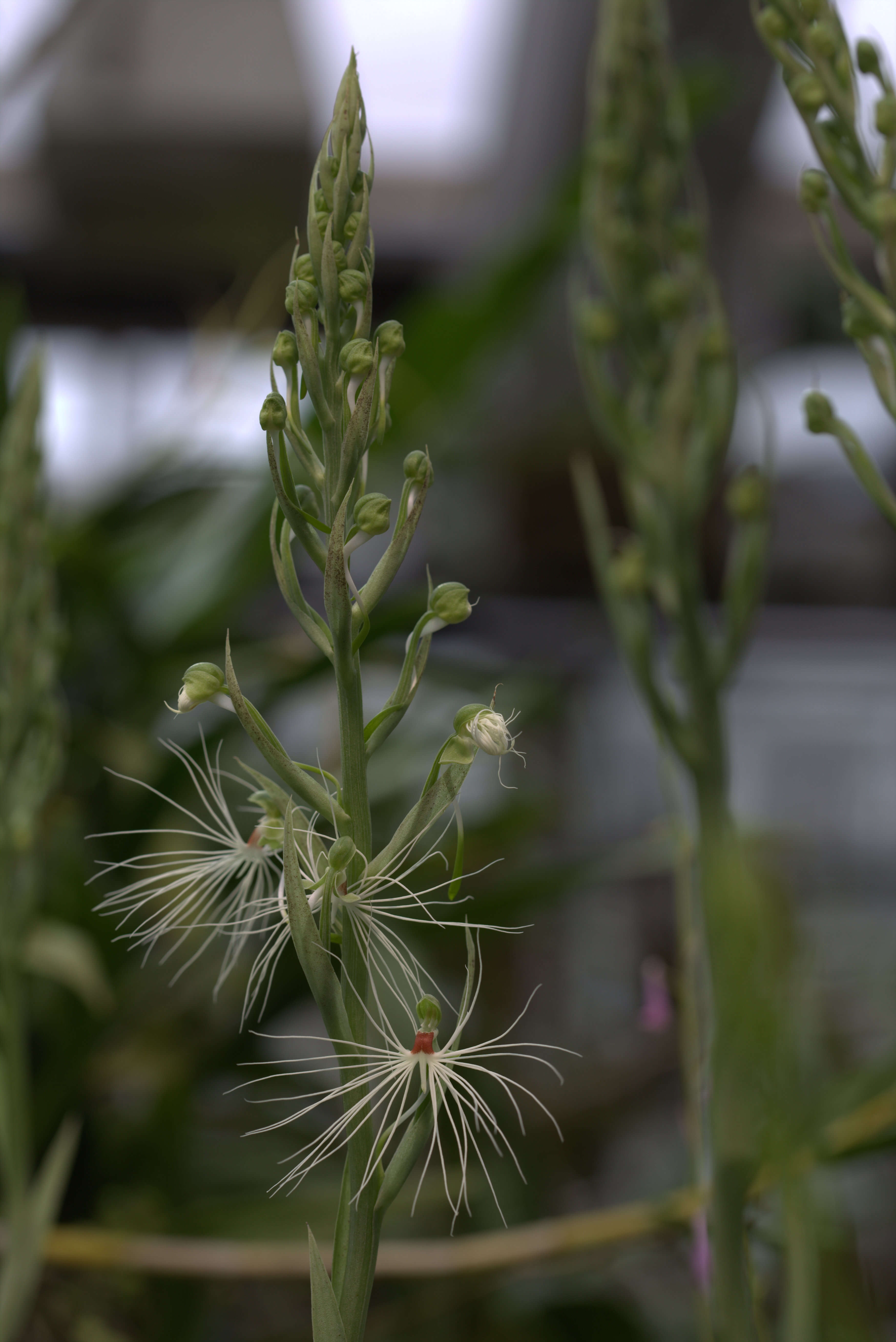 Habenaria medusa Kraenzl. resmi