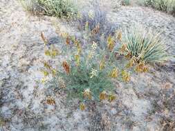 Image of Santa Barbara milkvetch