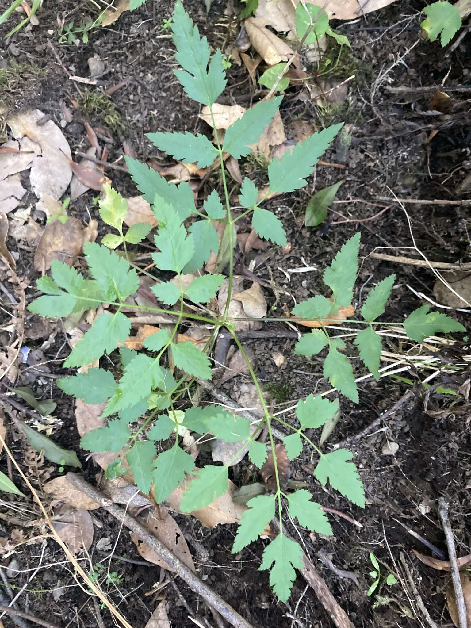 Слика од Daucus elegans (Webb ex Bolle) Spalik, Banasiak & Reduron