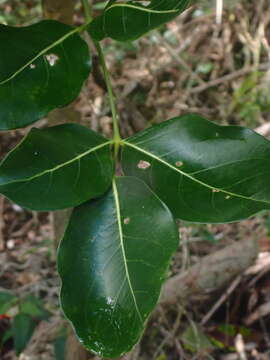 Image of Flindersia bennettii F. Müll. ex C. Moore